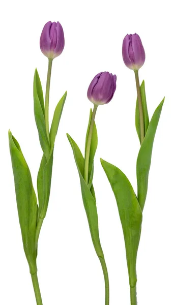 Fehér Alapon Izolált Lila Tulipánok Maszkot Vágok Lila Virágok — Stock Fotó