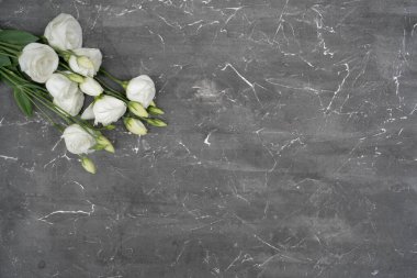 White eustoma flower on gray stone background, copy space. 8 march concept.