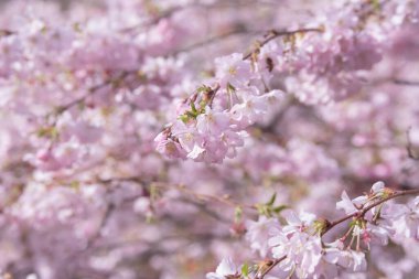 Baharda mavi gökyüzünde güzel kiraz çiçekli sakura. Pembe çiçekler.