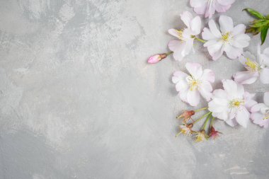 Beyaz çiçekli kiraz çiçeği, arka planda gri bir kartpostal, bahar duvar kağıdında. Gri taş arka planda Sakura çiçekleri.