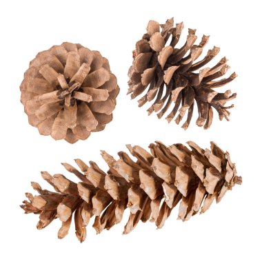 Beyazlar üzerinde izole edilmiş kozalaklı ağaçlar. İzole edilmiş.