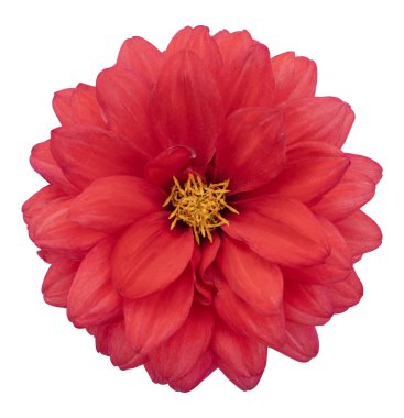Gerçek üstü koyu krom kırmızı çiçek Dahlia makrosu beyazda izole edilmiş. Taze çiçek..