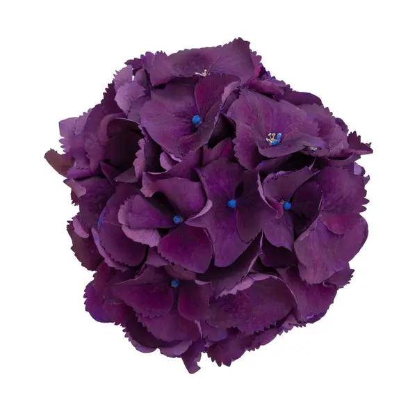 Top view of fresh dark purple hydrangea on white background, isolated flower for brush or decoration and design. Fresh flowers