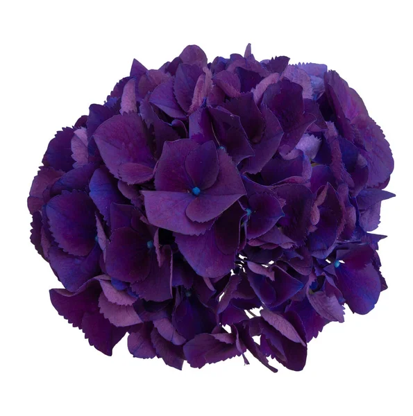 Top view of fresh dark purple hydrangea on white background, isolated flower for brush or decoration and design. Fresh flowers