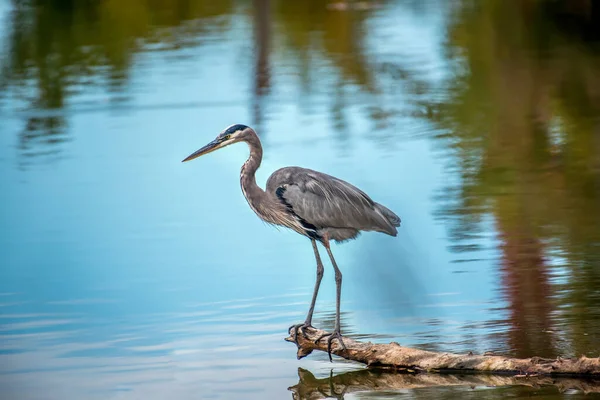 Highly Detailed High Resolution Close Great Blue Heron Standing Log — Stock Photo, Image