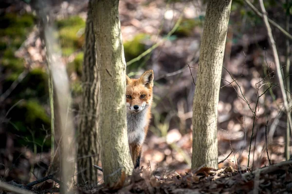 Dziki Red Fox Lesie Intensywnie Podglądający Zza Drzewa Jesienią — Zdjęcie stockowe