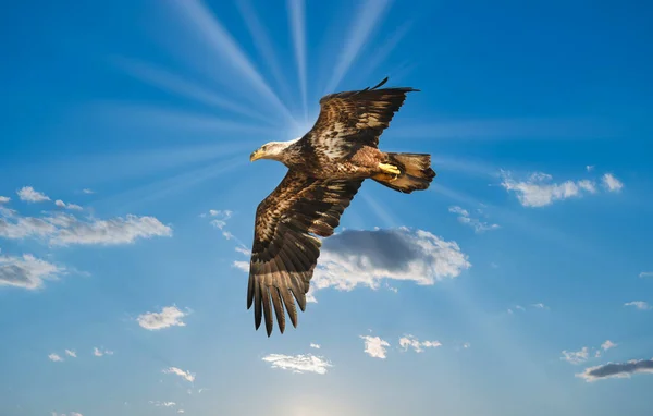 Magnífica Águia Calva Voando Céu Azul Sobre Nuvens Com Raios — Fotografia de Stock