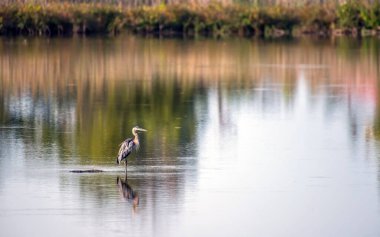Güzel Büyük Mavi Balıkçıl Chesapeake Körfezi yakınlarındaki bir gölün ortasında görkemli bir şekilde duruyor. Sonbahar renkleri suya yansıyor..