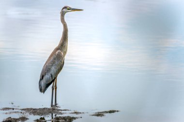 Gölde duran güzel bir Büyük Mavi Balıkçıl 'ın detaylı yüksek çözünürlüklü yakın çekimi.