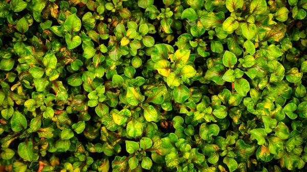 新鲜而自然的绿色叶背 — 图库照片