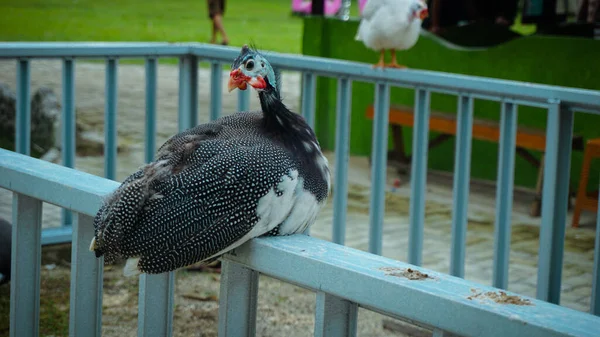 Demir Bir Çitin Üzerinde Rahatça Oturan Bir Tavuk — Stok fotoğraf
