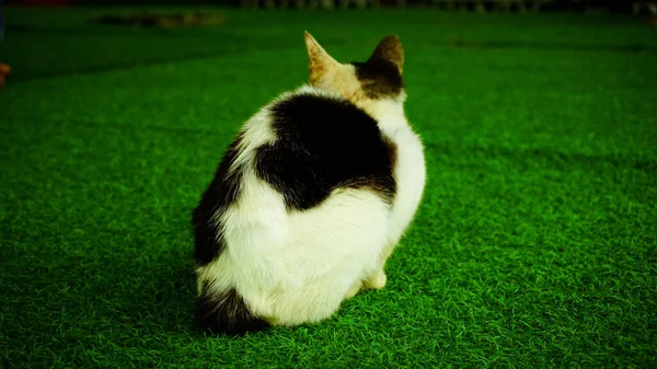Gato Com Listras Pretas Brancas Está Sentado Grama Verde — Fotografia de Stock