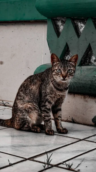 Portré Egy Macska Egy Aranyos Arc Néző Kamera — Stock Fotó