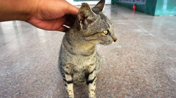 Çizgili bir kedi biri tarafından başını kaşıyor.