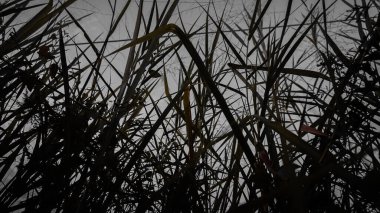 Bulutlu bir gökyüzüne karşı siluetli uzun otlar karamsar bir atmosfer yaratıyor..