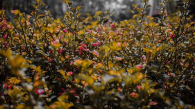 Bir çalılıkta canlı sarı ve kırmızı yaprakların yakın plan, bulanık bir arka plan.