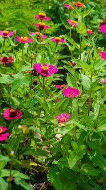 Canlı pembe zinnia çiçekleri yemyeşil bir bahçede çiçek açıyor.