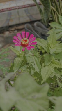 Canlı pembe bir zinnia çiçeği yeşil yaprakların arasında çiçek açıyor..