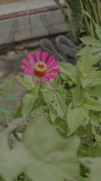 Canlı pembe bir zinnia çiçeği yeşil yaprakların arasında çiçek açıyor..
