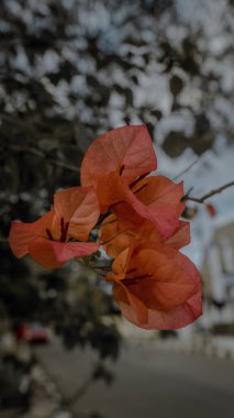 Bulanık bir sokak arka planına karşı canlı kırmızı bougainvillea çiçekleri yakın plan.