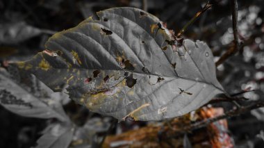 Çürüme ya da hastalığa işaret eden delikleri ve renk bozulması olan bir yaprağın yakın plan görüntüsü bulanık doğal bir arkaplan üzerine kuruludur..