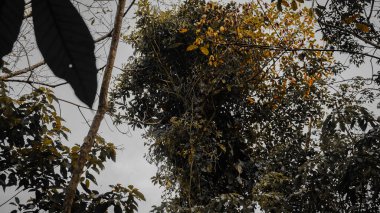 Bulutlu bir gökyüzünde yeşil ve sarı yaprakların çeşitli tonlarında yoğun tropikal yapraklar. Sahne, yağmur ormanlarının bereketli ve canlı doğasını yakalıyor..
