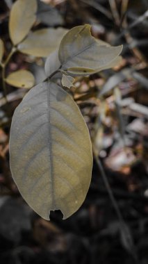 Kısmen yenmiş bir kenarı gösteren eşsiz bir dokusu olan tek bir yaprağın yakın çekimi. Arkaplanda bulanık yeşil yapraklar var, doğal bir ortam yaratıyor..