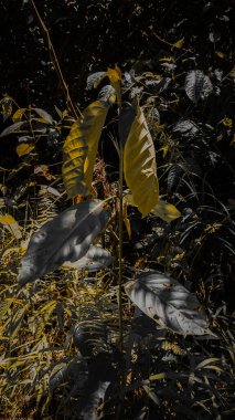 Büyük, uzun yapraklı tek bir bitki karanlık bir orman ortamında duruyor. Yapraklar kısmen güneş ışığıyla aydınlanır ve gölgeli arka planda bir kontrastlık yaratır..