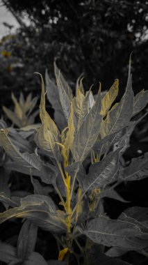 A plant with elongated leaves, partially desaturated, with yellow highlights on some leaves, set against a blurred natural background. clipart