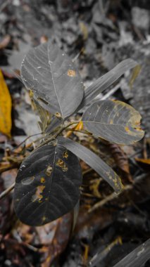 Geniş yapraklı bir bitkinin yakın çekimi çürüme ve renk bozulması belirtileri gösteriyor, bulanık doğal bir arka planla çevrili. Yapraklarda delikler ve sarımsı lekeler var..