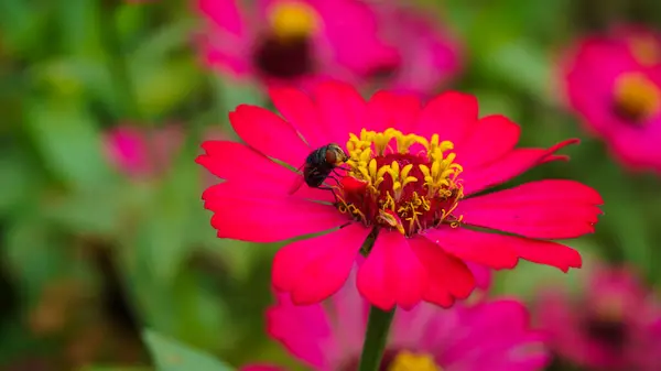 Canlı pembe bir çiçeğe tünemiş bir sineği gösteren makro bir fotoğraf. Karmaşık sarı pullu, çiçeğin ve canlı bahçedeki böceğin detaylarını yakalıyor.