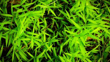 Canlı yeşil bambu yapraklarının yakın çekimi yoğun ve gür bir desen oluşturuyor..