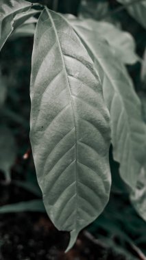 Belirgin damarları olan, geniş, desenli yeşil bir yaprağın yakın çekimi, bulanık doğal bir arka plan üzerine kuruludur..