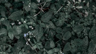 Küçük beyaz çiçeklerin etrafa saçıldığı yoğun yeşil yapraklar..