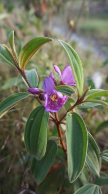 Doğal ortamında yeşil yapraklı mor bir çiçeğin yakın çekimi.
