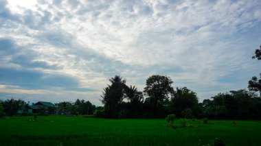Canlı yeşil tarlalar, bulutlu bir gökyüzünün altında uzun boylu ağaçlar ve sakin kırsal bir atmosfere sahip bu sakin manzara boyunca uzanıyor.