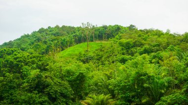 Canlı bir orman sahnesi bol yeşillik, yuvarlanan tepeler ve nemli bir günün yumuşak doğal ışığı altında yemyeşil bitki örtüsü ve dingin çevreyle dolu ferahlatıcı bir doğal atmosfer sergiliyor.