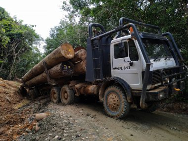 Odunlarla dolu büyük bir tomruk kamyonu ormanda çamurlu bir yolda sıkışmış. Çevresindeki ağaçlar ve bitki örtüsü doğal bir çevreye işaret ediyor.