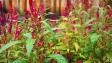 Canlı bir bahçe sahnesi. Uzun, kırmızı selosya çiçekleri, yemyeşil yapraklar, ahşap bir arka plan üzerine kurulmuş..