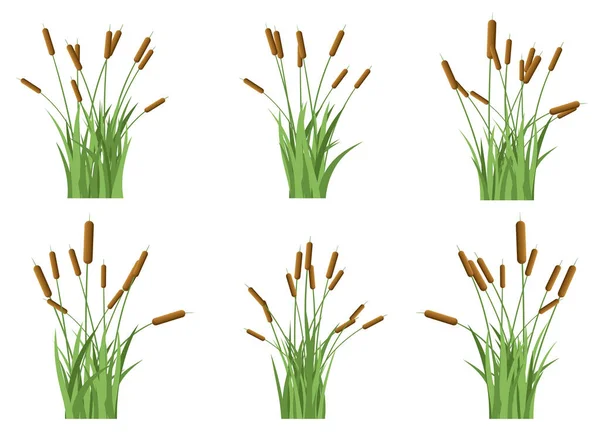 Grass Cattail Vector Design Illustration Isolated White Background — Stock Vector