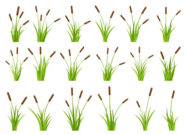 Gräs Med Cattail Vektor Design Illustration Isolerad Vit Bakgrund — Stock vektor