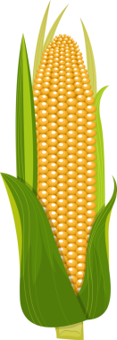 Koçanının üzerinde taze yeşil yapraklarla çevrili parlak sarı bir çekirdekle olgun mısırların yakın çekimi. Düzenleme ürünlerin doğal ve sağlıklı cazibesini gözler önüne seriyor..