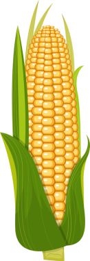 Canlı bir illüstrasyonda, yeşil yapraklı kabuklarla kaplanmış mısır dolu bir kulak, çiftlikten veya bahçeden yeni toplanmış bir sebzenin özünü yakalıyor..