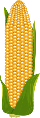Bu canlı illüstrasyon, çekirdekleri düzgünce düzenlenmiş altın bir mısır kulağını içeriyor. Yeşil kabuk yaprakları kısmen kaplar, siyah arkaplan karşı çarpıcı bir kontrast oluşturur.