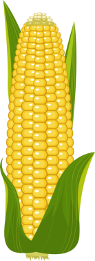 Bir mısır kabuğunun canlı bir çizimi, çekirdekler sarı. Yeşil yapraklarla kaplıdır. Genel görüntünün temiz, basit, çizgi film benzeri estetiği var..