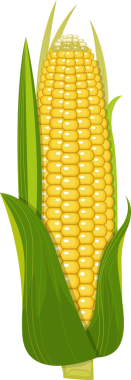 Canlı bir illüstrasyon, yeşil kabuğundan süzülen sarı çekirdeklerini gösteren bir mısır kulağı tasvir ediyor. Bu hasat mevsimini ve getirdiği cömertliği sembolize ediyor..