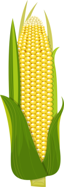 Bu resim, canlı yeşil kabukların katmanlarıyla kısmen kaplanmış, simetrik sıralanmış dolgun sarı çekirdekler içeren stilize edilmiş bir mısır kulağı sergiliyor. Koçan biraz görünür..