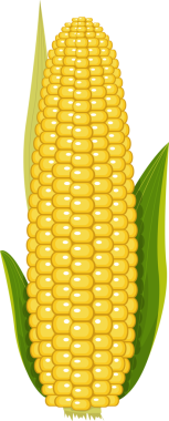 Ayrıntılı bir illüstrasyonda, koyu siyah bir zemin üzerine kurulmuş sarı çekirdekli ve yeşil yapraklı taze bir mısır kabuğu, modern, dijital bir sanat tarzını ortaya koyuyor..