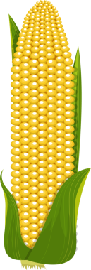 Çizimde, koçanının üzerinde hala yemyeşil kabuğuyla kaplanmış canlı bir mısır yer alıyor. Çekirdekler, güneşli bir sarı, hasat mevsiminin tatlılığını vaat ediyor..