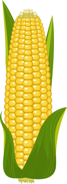 Bir mısır kabuğunun canlı bir çizimi, çekirdekler sarı. Yeşil yapraklarla kaplıdır. Genel görüntünün temiz, basit, çizgi film benzeri estetiği var..